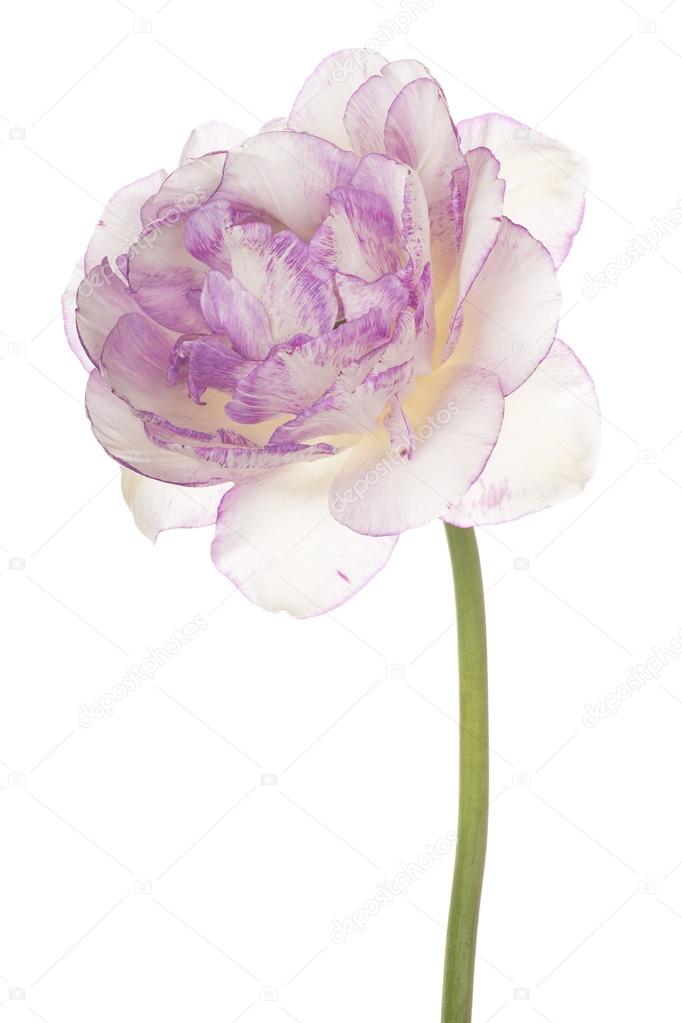 flower isolated on white