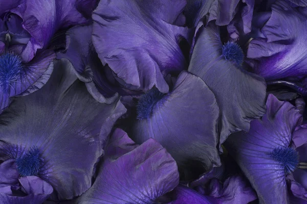 Iris Blume Hintergrund — Stockfoto