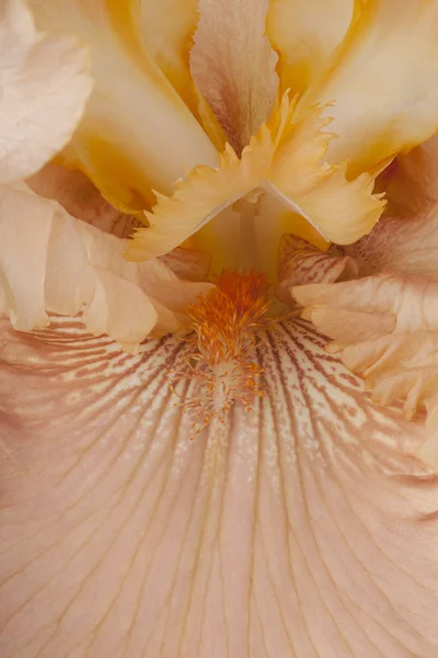 Tęczówka kwiat tło — Zdjęcie stockowe