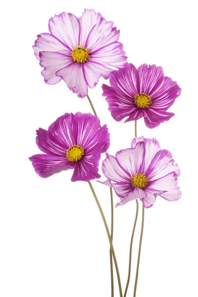 Flower isolated on white — Stock Photo, Image