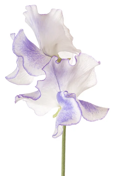 ดอกไม้แยกจากสีขาว — ภาพถ่ายสต็อก