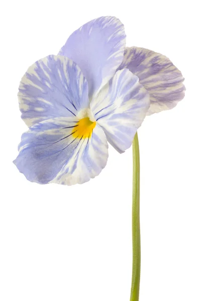 Flower isolated on white — Stock Photo, Image