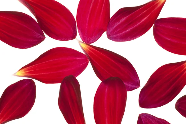 Flower background macro — Stock Photo, Image