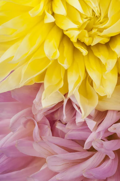 Blomma bakgrund makro — Stockfoto