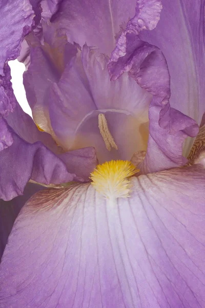 Blomma bakgrund makro — Stockfoto