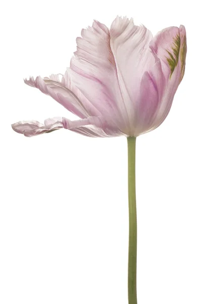 Flor isolada em branco — Fotografia de Stock