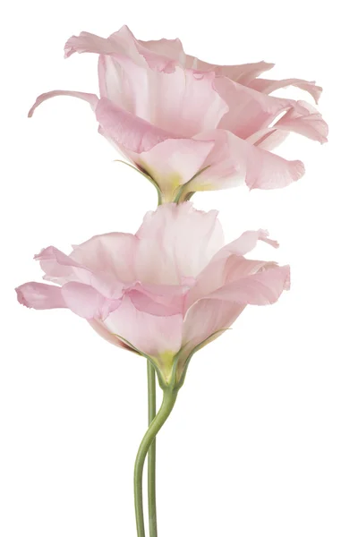 Beyaz izole çiçek — Stok fotoğraf
