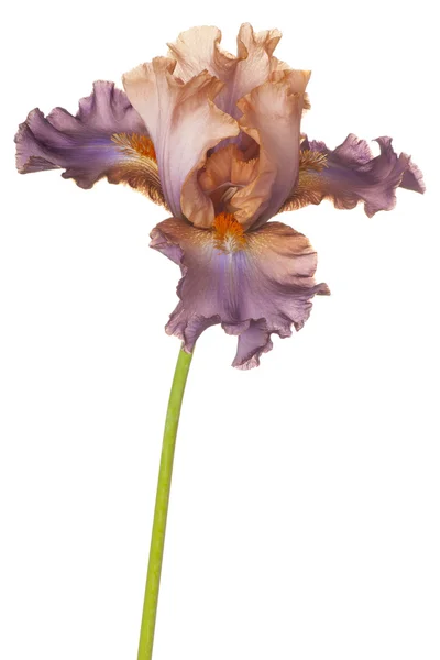 Flower isolated on white — Stock Photo, Image