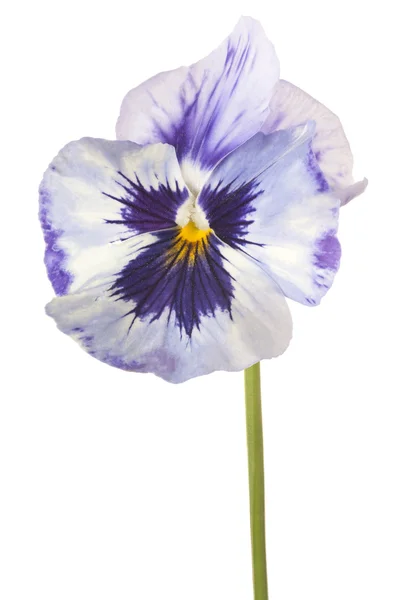 Flower isolated on white — Stock Photo, Image