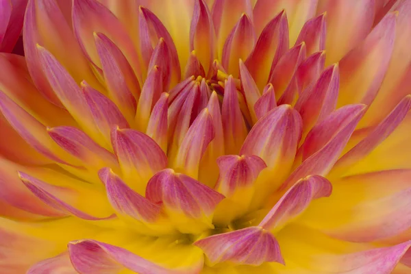 Estúdio tiro de flor fundos — Fotografia de Stock