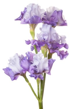 Çiçekler beyaz üzerine izole