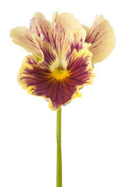 Çiçekler beyaz üzerine izole