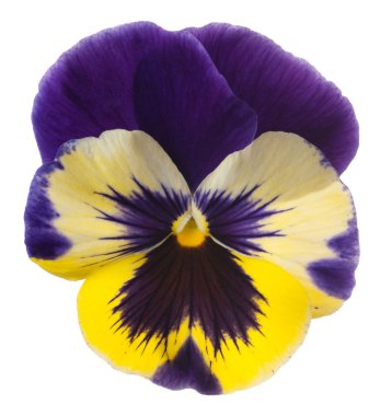 Çiçekler beyaz üzerine izole