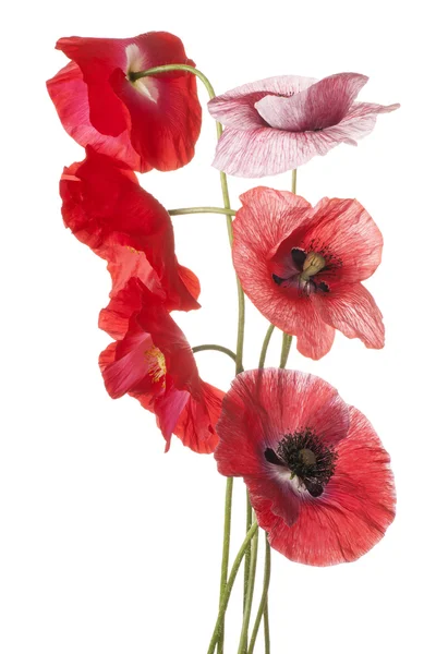 Flores aisladas en blanco — Foto de Stock