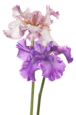 Çiçekler beyaz üzerine izole