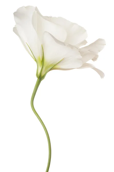 Flowers isolated on white — Stock Photo, Image