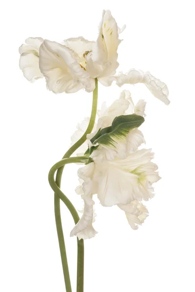 Flor aislada en blanco —  Fotos de Stock