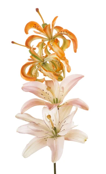 Kwiat na białym tle — Zdjęcie stockowe