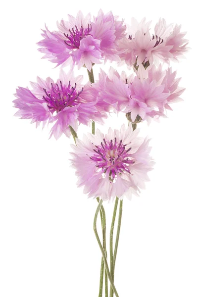 Flower isolated on white — Stock Photo, Image