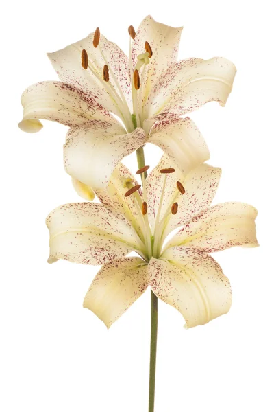 Λουλούδι απομονωθεί σε λευκό — Φωτογραφία Αρχείου