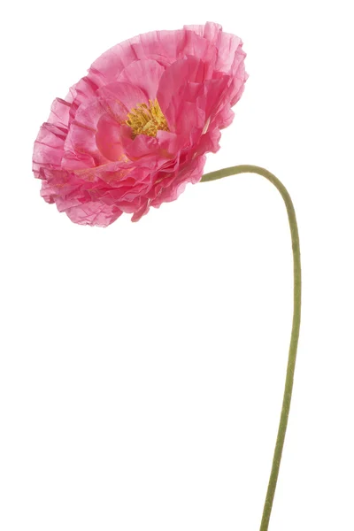 Flower isolated on white — Stock Photo, Image