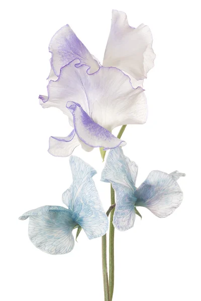 孤立在白色的花 — 图库照片