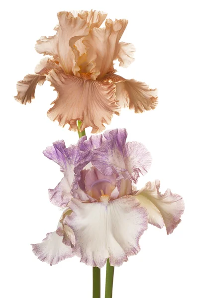 Blomma isolerad på vit — Stockfoto