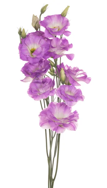 Estúdio Tiro Flores Eustoma Cor Rosa Isolado Fundo Branco Grande — Fotografia de Stock