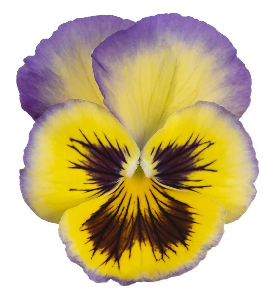 Estúdio Tiro Azul Amarelo Colorido Flor Pansy Isolado Fundo Branco — Fotografia de Stock