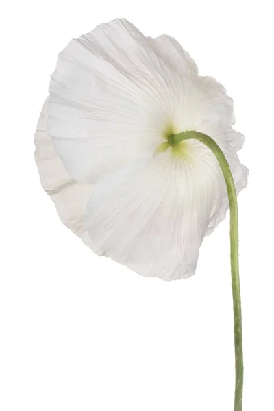 Studio Shot Van Wit Gekleurde Papaver Bloem Geïsoleerd Witte Achtergrond Stockfoto