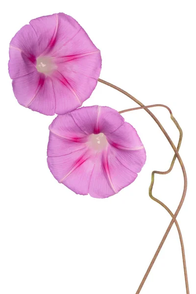 Studio Shot Pink Colored Morning Glory Flowers Isolated White Background — Stock Photo, Image