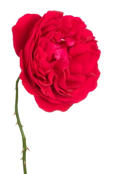 Studio Shot Red Colored Rose Flower Isolado Fundo Branco Grande — Fotografia de Stock