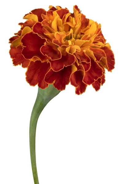 Studio Skott Flerfärgade Franska Marigold Blomma Isolerad Vit Bakgrund Stort — Stockfoto
