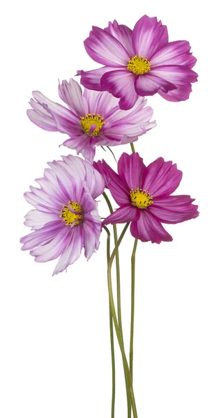 Photo Studio Fleurs Cosmos Colorées Magenta Isolées Sur Fond Blanc — Photo