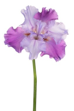 Çok Renkli Iris Çiçeği 'nin Stüdyo Çekimi Beyaz Arkaplanda İzole Edildi. Geniş Alan Derinliği (DOF). Makro. Yakın plan..