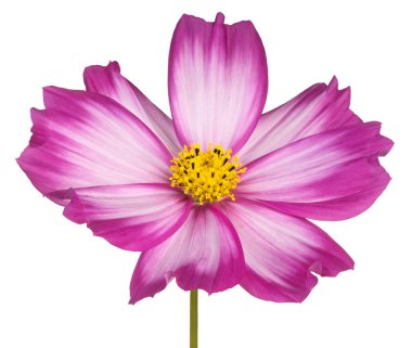 Magenta Renkli Kozmos Çiçeği 'nin Stüdyo Çekimi Beyaz Arkaplanda İzole Edildi. Geniş Alan Derinliği (DOF). Makro. Yakın plan..