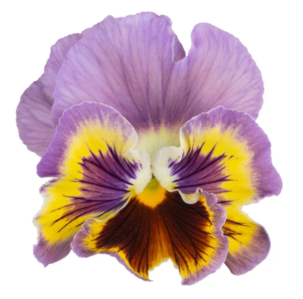 Studio Girato Blu Giallo Colorato Pansy Flower Isolato Sfondo Bianco — Foto Stock