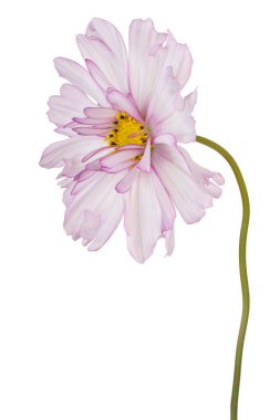 Magenta Stüdyosu ve Beyaz Kozmos Çiçeği Beyaz Arkaplanda İzole Edildi. Geniş Alan Derinliği (Dof). Makro. Yakın plan..