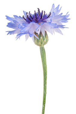 Mavi Renkli Çiçek Stüdyosu Beyaz Arkaplanda İzole Edildi. Geniş Alan Derinliği (DOF). Makro. Yakın plan..