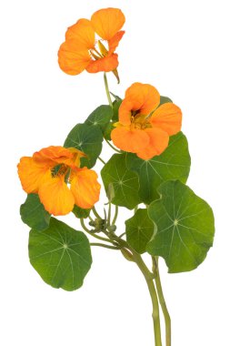 Stüdyo Portakal Renkli Nasturtium Çiçekleri Beyaz Arkaplanda İzole Edildi. Geniş Alan Derinliği (DOF). Makro. Yakın plan..