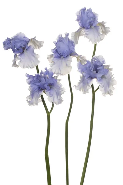 Studio Girato Fiori Iris Blu Colorato Isolato Sfondo Bianco Ampia — Foto Stock