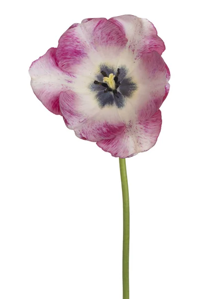 Студія Shot Magenta Colored Tulip Flower Isolated White Background Велика — стокове фото