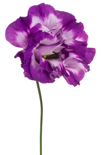 Studioaufnahme Einer Magentafarbenen Eustoma Blume Isoliert Auf Weißem Hintergrund Große — Stockfoto