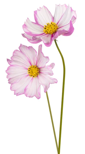 Studio Shot Magenta Colored Cosmos Flowers Isolated White Background Large — Stock Photo, Image