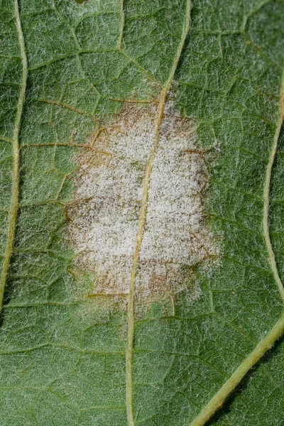 Grape Leaf Infected by Fungal Disease Downy Mildew. Plasmopara viticola. Macro. Close-up.