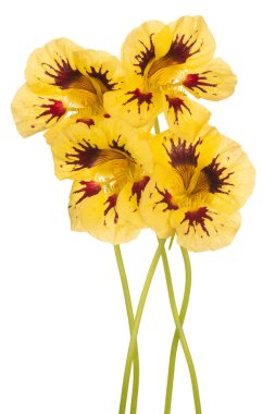 Stüdyo Sarı Renkli Nasturtium Çiçekleri Beyaz Arkaplanda İzole Edildi. Geniş Alan Derinliği (DOF). Makro. Yakın plan..