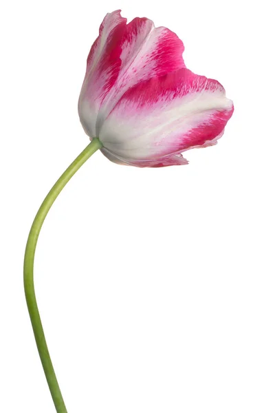 Studioaufnahme Der Magentafarbenen Tulpenblume Isoliert Auf Weißem Hintergrund Große Tiefenschärfe — Stockfoto