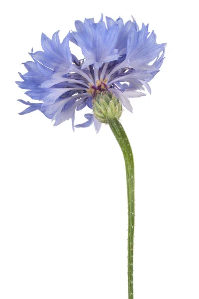 Studio Shot Van Blauwe Gekleurde Korenbloem Geïsoleerd Witte Achtergrond Grote — Stockfoto