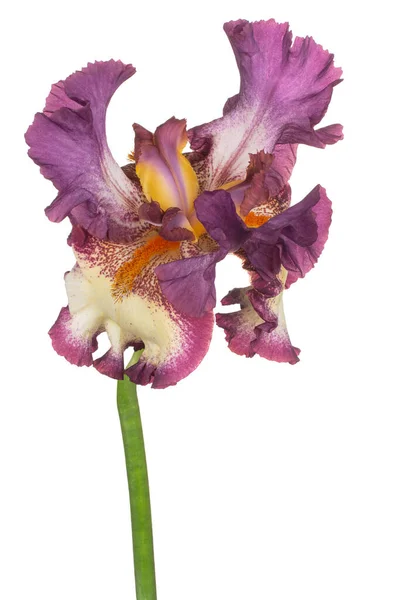 Studio Shot Magenta Colored Iris Flower Isolated White Background Large — Stock Photo, Image