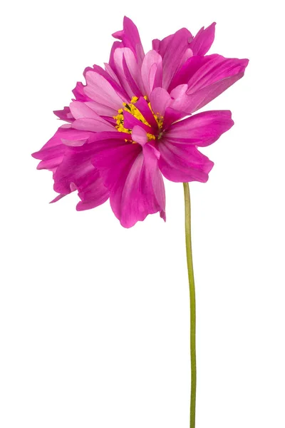 Studio Shot Magenta Colored Cosmos Flower Aislado Sobre Fondo Blanco —  Fotos de Stock